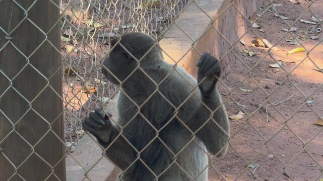 Gray Primate Reaching Toward Wire Mesh Barrier