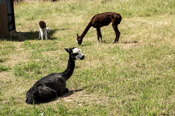 Naklejka premium alpaka tier natur lama familie