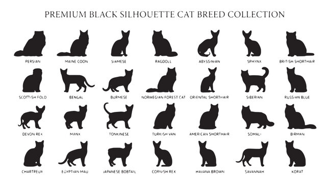 Premium black silhouette cat breed collection, 28 feline vector icons, diverse domestic cat breeds set for pet branding
