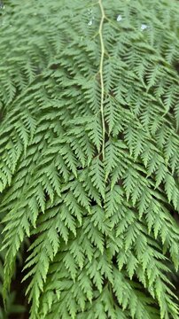 Detailed of a Rabbit Foot Fern, Davallia fejeensis. The vibrant green, feathery leaves showcase an intricate, lace-like pattern, symbolizing nature's delicate beauty. backgrounds. vertical, potrait