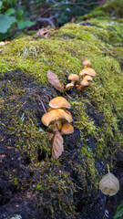 mushrooms on a tree © Mariia RUMEX