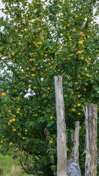 old wooden wall with apple tree