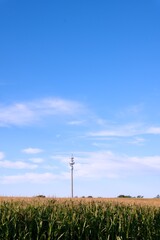 Obraz premium Telecommunication tower rising behind a corn field beneath a wide blue sky, illustrating mobile connectivity and digital infrastructure in rural areas.