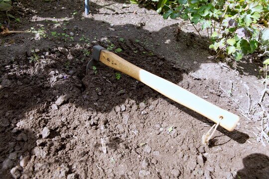Small garden hoe lying on freshly cultivated soil in a garden bed, representing soil preparation, weeding and traditional home gardening.