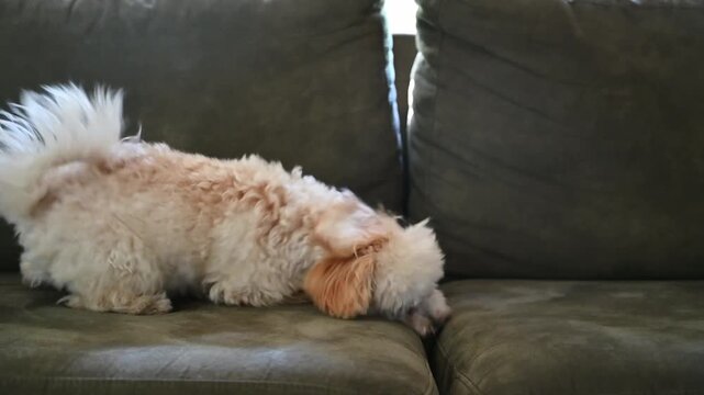 Cute playful fluffy white Maltipoo puppy running and playing alone on a couch indoors; a close-up shot of an adorable little dog jumping and having fun, featuring soft curly fur 