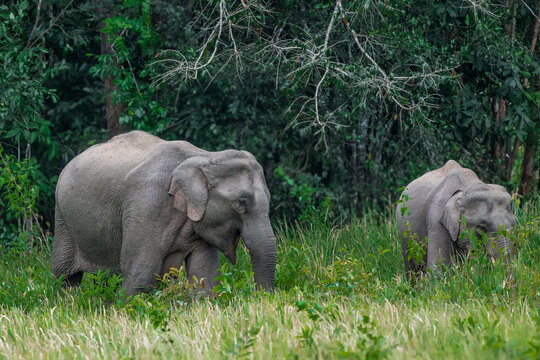 Its body is gray, its snout is called the trunk. The trunk of the Asian elephant has only one beak. Nakhon Ratchasima, Thailand.