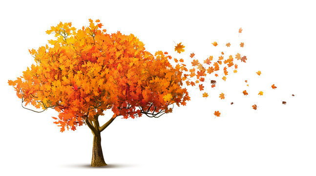 red autumn tree isolated with maple leaves falling, 3D illustration