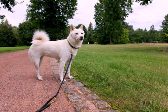 Alert white female Shiba Inu standing beside a park path with an attentive expression, upright ears and distinctive curled tail in a natural outdoor setting.