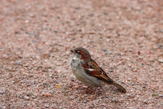 Sparrow has come to inspect the seeds on the ground. A beautiful little sparrow (Passer domesticus), a solitary male. Once very common, the sparrow is now an endangered bird in Finland.
