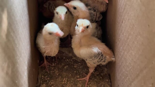 A group of fluffy newborn baby chicks sitting together inside a cardboard box. Small cute baby chickens in brooder box for poultry farming transport