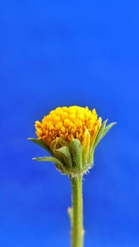 Yellow button wildflower blooming on stem against vibrant blue background close up