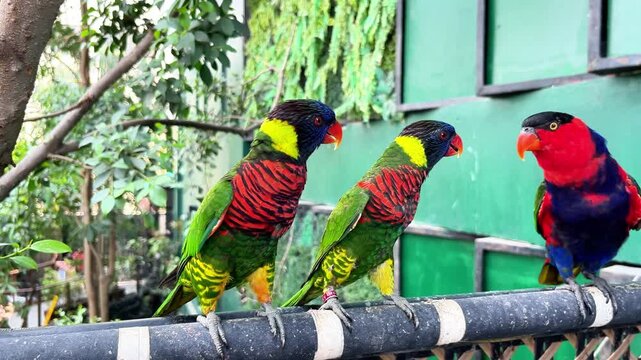 Brightly colored rainbow lorikeets and lory parrots perching on a railing outdoors. Colorful tropical birds with vibrant green red blue feathers in natural aviary environment