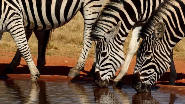 Zebras with striking patterns head down drinking water at waterhole, telephoto