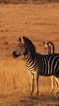 Male zebra stands alert in golden dry grass with another zebra partly behind