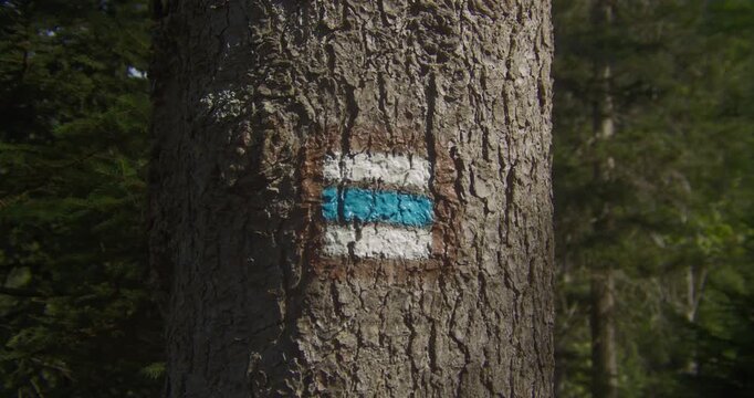 A closeup of a traditional Czech hiking trail marker painted on a pine tree in the Bohemian Paradise region. Perfect for travel, wellness, and outdoor adventure content.