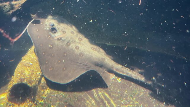 Spotted stingray swimming over sandy seabed in an aquarium tank. Exotic spotted ray fish with long tail resting on rock floor in clear water environment