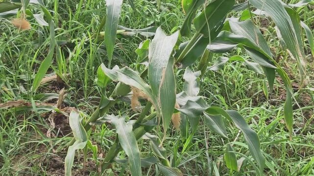 Farmer inspecting corn plant in farm field to check maturity before harvesting in rural Vietnam