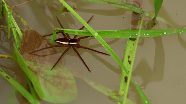 Closeup wildlife video of Nilus albocinctus, commonly known as the common white-flanked water spider, standing on the water surface in its natural habitat during the monsoon season in India.