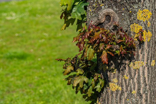 Tree trunk with young leaves in a sunny park
