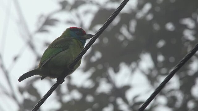 Close-up video of a blue-throated barbet (Psilopogon asiaticus) perched calmly on an electric cable during a foggy winter morning in Himachal Pradesh, India.