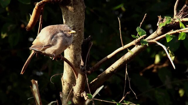 Close-up video of a jungle babbler (Argya striata) perching on a natural tree branch and carefully grooming its feathers during a quiet winter morning in Himachal Pradesh, India.
