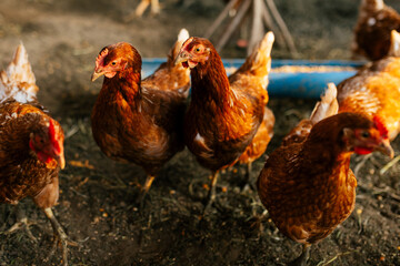 Free-Range Brown Chickens in Natural Farm Environment, Capturing the Essence of Sustainable Agriculture and Poultry Farming © Maria