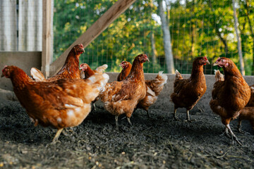 Free-Range Brown Hens Roaming in a Natural Farmyard Environment with Lush Greenery, Highlighting Organic Poultry Farming Practices © Maria