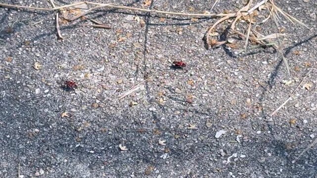 Two red and black firebugs walking slowly across gravel ground in a macro close up shot