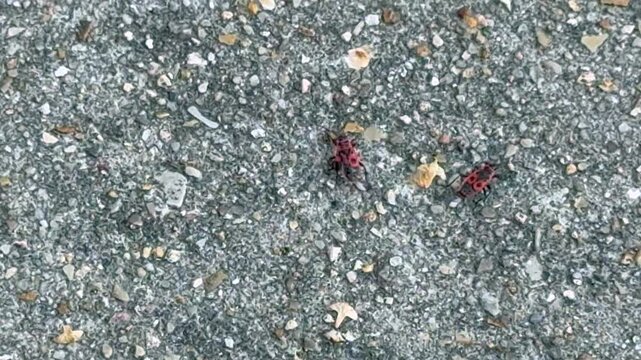 Two red and black firebugs walking slowly across gravel ground in a macro close up shot