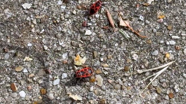 Two red and black firebugs walking slowly across gravel ground in a macro close up shot