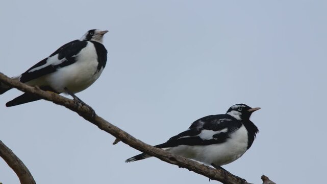 Two Magpie-larks Perched on a Tree Branch in Australia