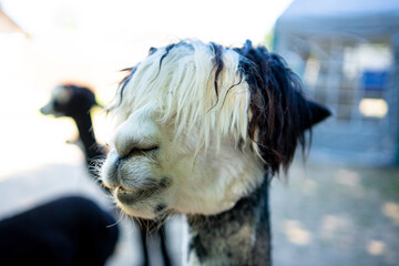 Naklejka premium Close-up portrait of funny alpaca with bangs covering eyes on farm