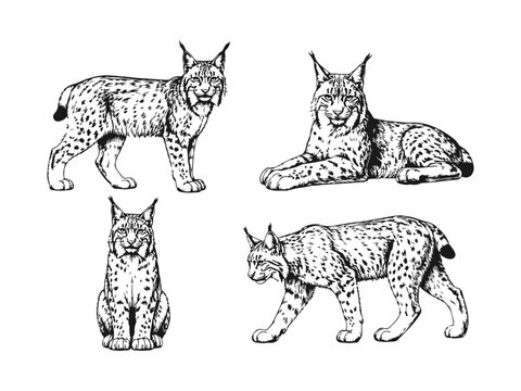 Hand Drawn Lynx Sketch Set Collection