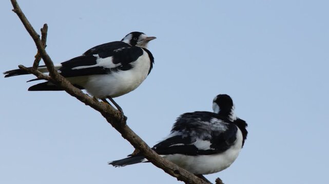 Two Magpie-Larks Perched on a Tree Branch in Australia