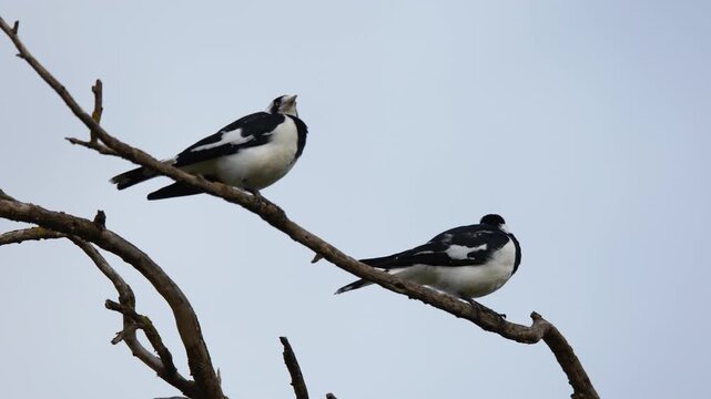 Two Magpie-larks Perched on a Tree Branch in Mornington Peninsula