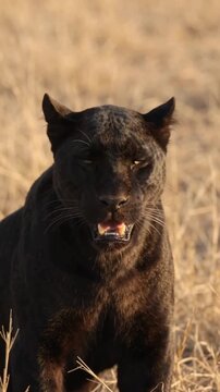 Rare Black Panther Growling and Looking at Camera Close Up in Savanna
