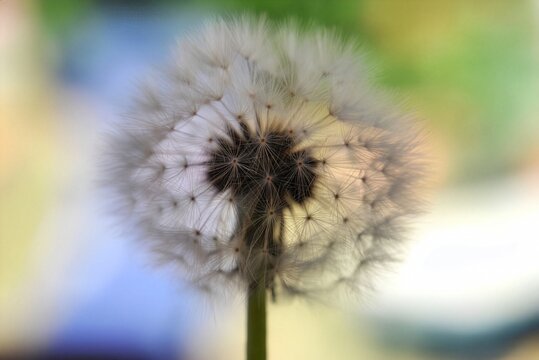 Primo piano macro di un soffione di tarassaco, con delicati semi bianchi e sfondo naturale sfocato dai colori pastello. Immagine evocativa che richiama leggerezza, fragilit&agrave;, libert&agrave;. 