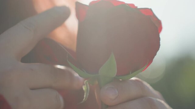 Close up of woman holding and gently examining red roses in soft natural light. focus remains on delicate petals green stems and hands interacting with flowers throughout scene. Background