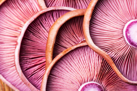 Textured background of violet mushrooms purple lepista close-up, macro with selective focus