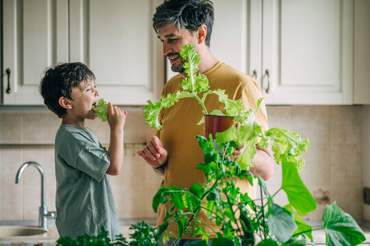 Father and son eating fresh lettuce from their indoor garden