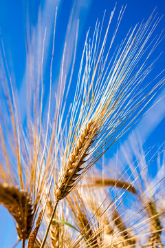 A blue sky illuminates golden barley in a rural field
