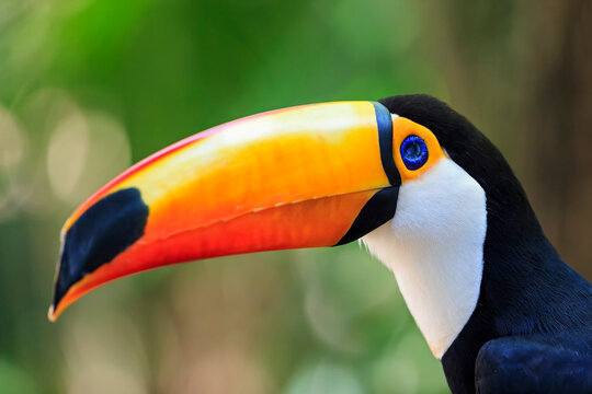 Brazil, Mato Grosso, Mato grosso do Sul, portrait of common toucan, Ramphastos toco