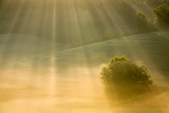 Italy, Tuscany, Tree in morning mist