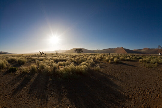 Africa, Namibia, Landscape with trees