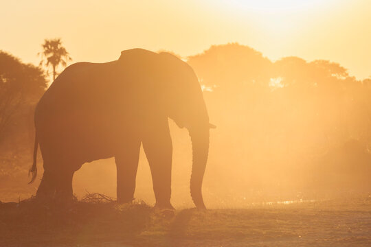 Botswana, Makgadikgadi Pans National Park, African elephant at backlight