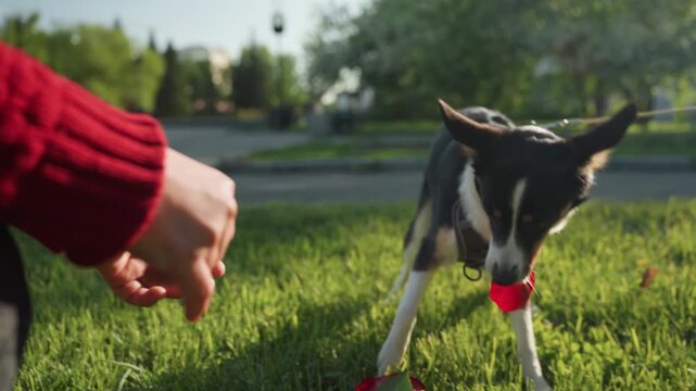 Close up of small dog carrying red rose in mouth while walking on leash person offering flower. Dog wears harness and moves through grassy park with trees and road visible in background