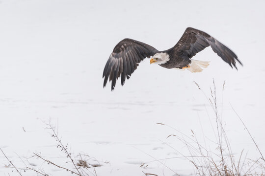 Bald eagle, Haliaeetus leucocephalus