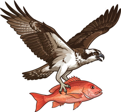 An osprey bird of prey flying while carrying a freshly caught red snapper fish.