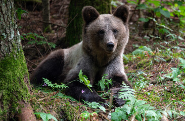 Brown Bear Cub in a Forest © Simonetta