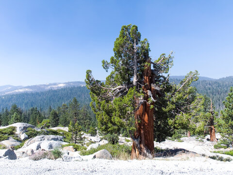 USA, California, Yosemite National Park, pine tree
